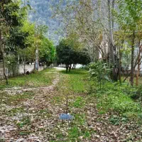 زمین-جنگلی-سنددار-داخل-بافت-کد22002-اکبری