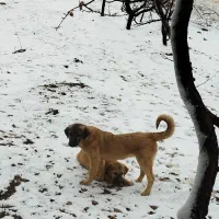 توله سگ پژدر اصیل