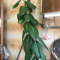 گلدان یوکا فیکوس برگ انجیری خرفه به دلیل مهاجرت|گل و گیاه طبیعی|تبریز, |دیوار