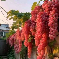 ۳۸۰ متر آب و برقدار معاوضه با ماشین