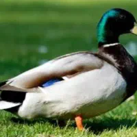 فروش محصولات ارگانیک محلی اردک غاز خروس وجوجه