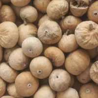 انجیر دیم گاز نخورده استهبان|خوردنی و آشامیدنی|قم, بلوار امین و ساحلی|دیوار