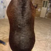 هیزه نرم خوش بود حد 6یا7کیلو روغن میگیره