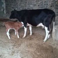 گوساله با مادرش|حیوانات مزرعه|فراغی, |دیوار