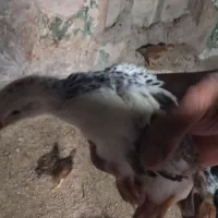 جوجه مرغ محلی ۴۰ روزه|حیوانات مزرعه|جم, |دیوار