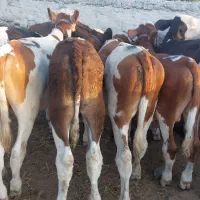 فروش گوساله اصیل