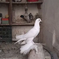 کفتر کبوتر پارپارلی قرمزی گوز فیلی تهرانی