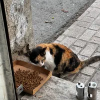 رایگان واگذاری گربه