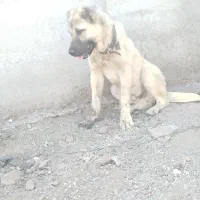 توله سرابی ۵ ماهه