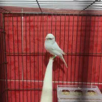 قناری ماده|پرنده|نقده, |دیوار