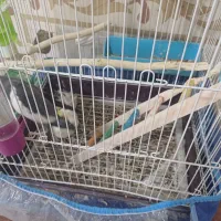 ی جفت عروس هلندی و یه جفت مرغ عشق۴۵۰۰۰۰۰