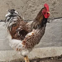 خروس ویاندوت اورنج|حیوانات مزرعه|آبادان, |دیوار