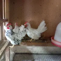 تخم نطفه دارمرغ مینیاتوری