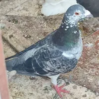 کفتر صید غروب همه مدل