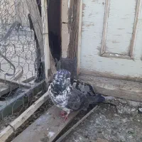 کبوتر|پرنده|اردبیل, |دیوار