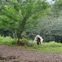 ۲۷ قصب خونه باغ