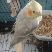 عروس هلندی ماده7ماهه