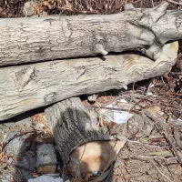 تنه درخت گردو فروشی..کامل خشک و بدون خرابی