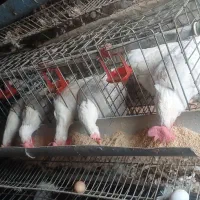 فروش مرغ تخمکذار