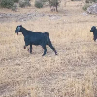 بزوبزغاله جوان