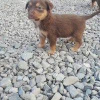 سگ پاه کوتاه