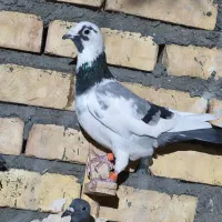 کفتر بوم زدوخوردی