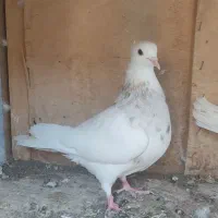 کفتر|پرنده|قم, باجک سه|دیوار