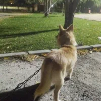 پاکوتاه|سگ|اهر, |دیوار