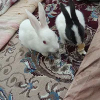 خرگوش کوچولو و اهلی