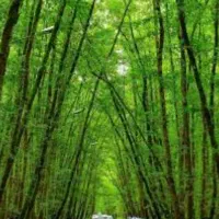 تور یک روزه شمال ساحل گیسوم مرداب سراوان  اقتصادی