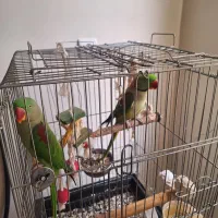 شاه طوطی|پرنده|ری, دولت‌آباد|دیوار