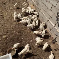 جوجه بوقلمون چهل روزه بیرونی سیکس اصل وزن ۱.۵|حیوانات مزرعه|رفسنجان, |دیوار