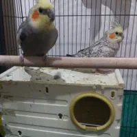 عروس هلندی نرو ماده|پرنده|کنگاور, |دیوار