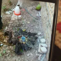 تخم بوقلمون جوجه بوقلمون