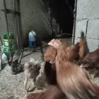 مرغ و خروس
