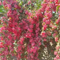 زرشک فقط امروزکیلویی 200|خوردنی و آشامیدنی|مشهد, شهرک بهارستان|دیوار