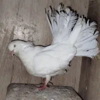 کبوتر دم چتری