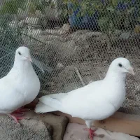 کبوتر|پرنده|سراوان, |دیوار