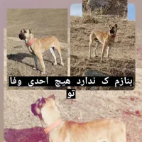 واگذاری سگ سرابی ۳ ساله