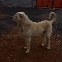 پژدر ۷ ماهه ماده|سگ|الیگودرز, |دیوار