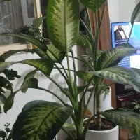 گل دیفن سالم