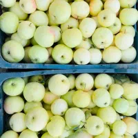 سیب گلاب باغی/خوش‌عطر و تازه/برداشت مستقیم