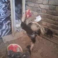 خروس لاری