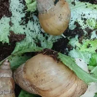 140 عددحلزون آچاتیناآلبینو|خزنده|تهران, بروجردی|دیوار