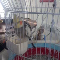 عروس هلندی نر|پرنده|شفت, |دیوار