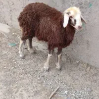 بره پایین تر از ۳۰ کیلو آلیام