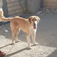 معاوضه ماده عراقی با توله سرابی یا عراقی