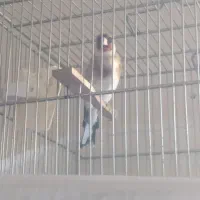 سهره نر|پرنده|ابهر, |دیوار