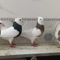 چهار عدد طوقی