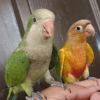 جوجه سرلاکی راهب خورشیدی کوتوله گرینچیک سانچیک